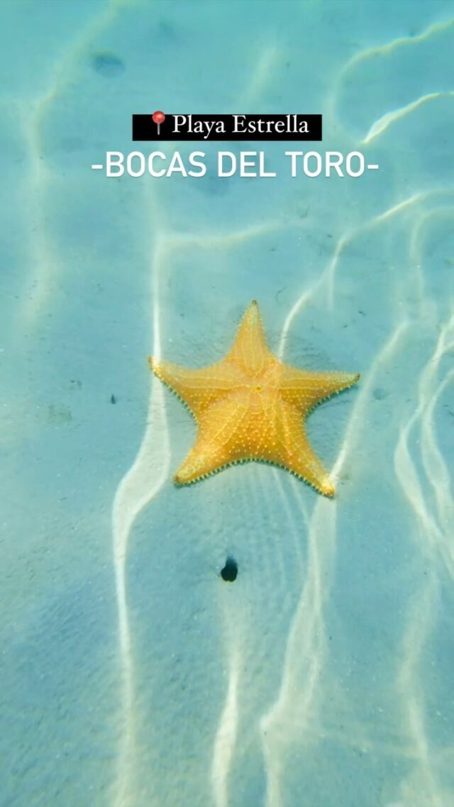 Una playa en la que podes bañarte rodeado de muchas estrella de mar ⭐️
.
.
.
.
.
#bocasdeltoro #panamá #visitpanama #playaestrella #hellofrom #travel #ig #réel @visitpanama @bocasdeltorotravel